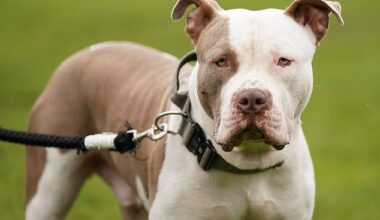 Savannah Bentham died after being attacked by the family XL Bully, named Biggie (file photo)