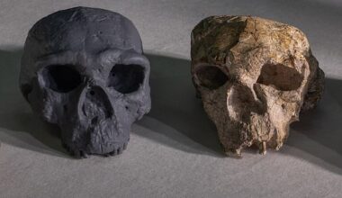 Homo sapiens began to emerge over one million years ago – pushing back our species’ origins by some 400,000 years. Pictured, a new replica reconstruction of Chinese skull Yunxian 2 (left), and the Yunxian 2 skull itself (right)