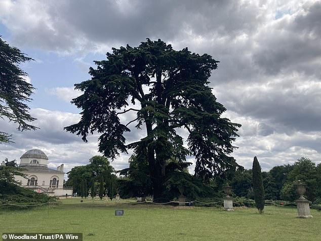 A majestic cedar with low-sweeping boughs where The Beatles were photographed at London's Chiswick House
