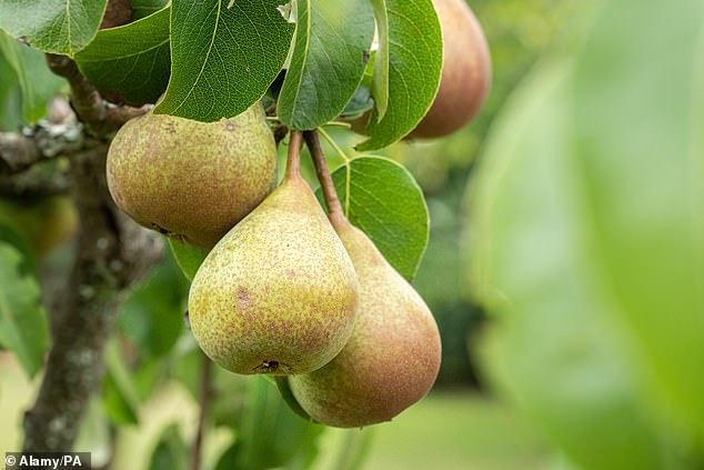 Pears are rich in soluble fibre and protective plant compounds, and studies grouping the two together show they’re linked with a lower risk of type 2 diabetes