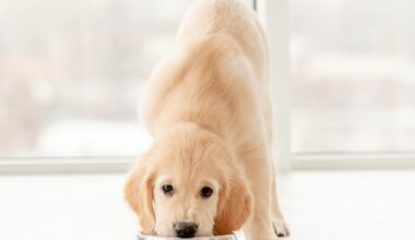 Veterinarians warn that raw diets carry a risk of salmonellosis, an infection from Salmonella bacteria that can cause vomiting, diarrhea, fever and lethargy in dogs (stock)