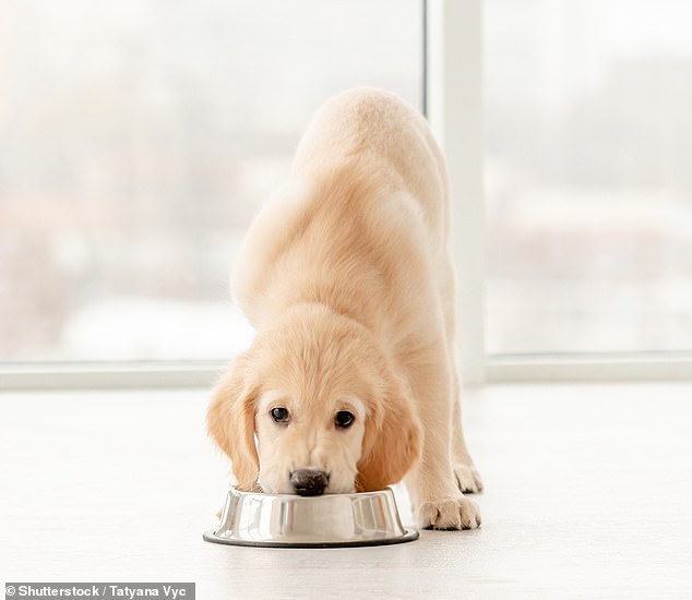 Veterinarians warn that raw diets carry a risk of salmonellosis, an infection from Salmonella bacteria that can cause vomiting, diarrhea, fever and lethargy in dogs (stock)