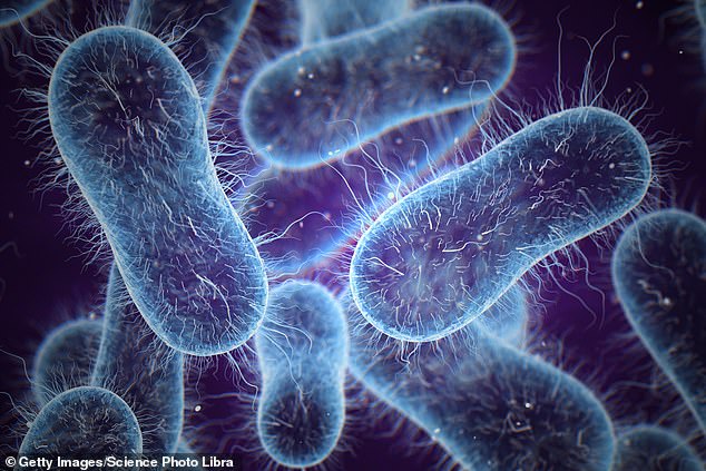 In addition to Salmonella, E. coli, Listeria and Campylobacter, other pathogens in raw foods can lead to illness in animals and humans such as bird flu (stock)