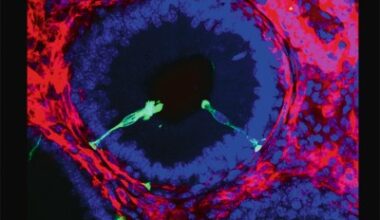 Should recipient parents have access to gamete donors’ raw genomic data? Clinical, legal, and ethical considerations