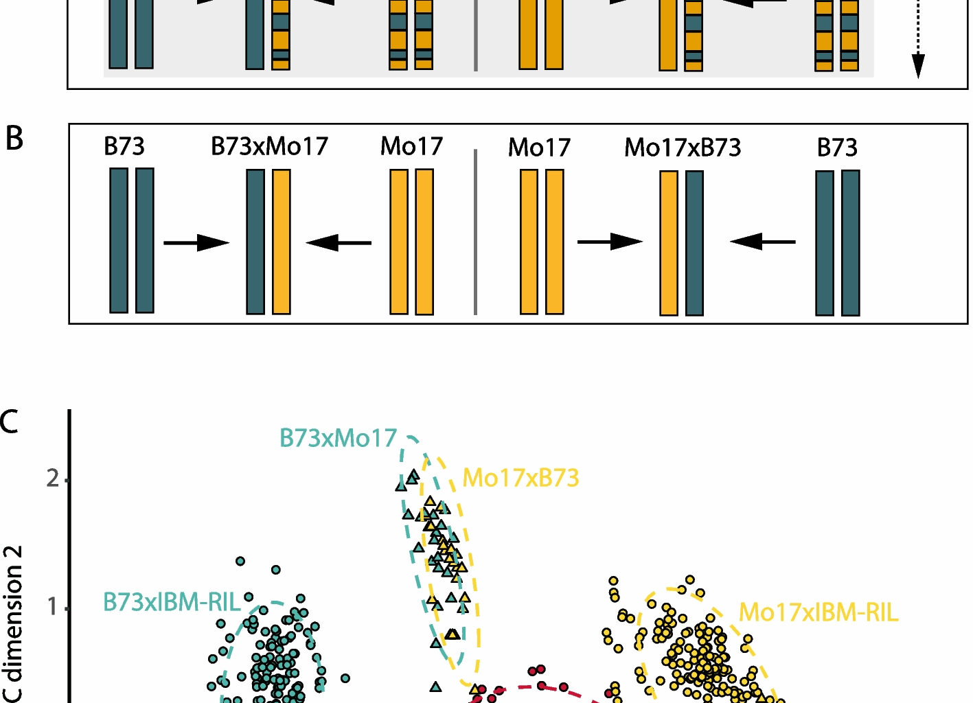 Regulation of heterosis-associated gene expression complementation in maize hybrids | Genome Biology