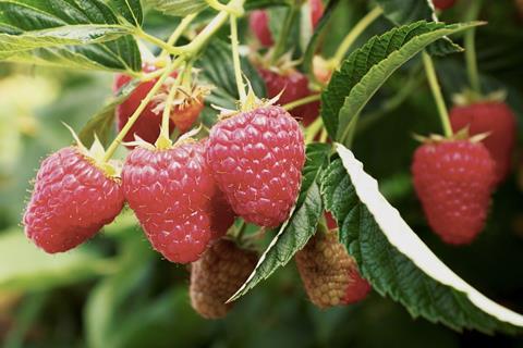 Plant Science Genetics raspberries hanging