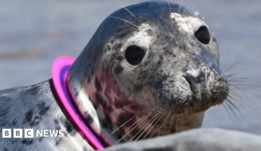 A head shot of a grey seal looking at the camera. It has a pink plastic flying ring toy around its nec,