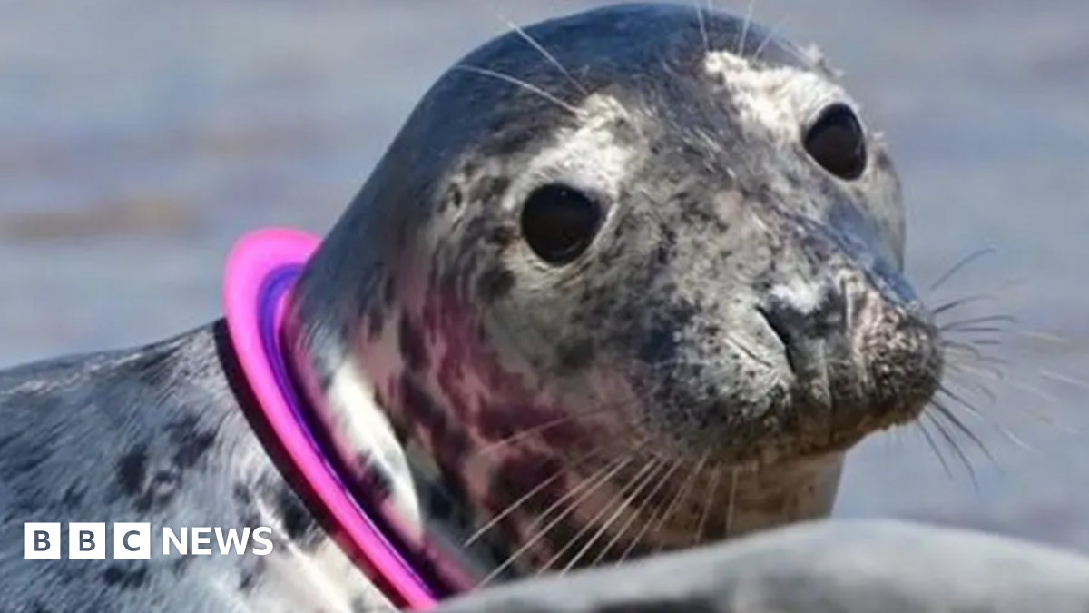 A head shot of a grey seal looking at the camera. It has a pink plastic flying ring toy around its nec,