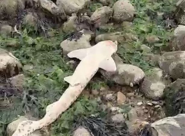 The image shows one dead bull huss shark on its back on the rocks