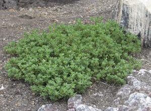 Scientists trace origins of now extinct plant population from volcanically active Nishinoshima