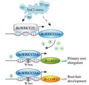 New genetic pathway strengthens roots and resilience in Bok choy