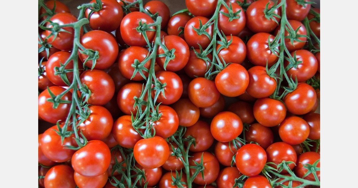 Decoding tomato’s genetic defense against aluminum toxicity