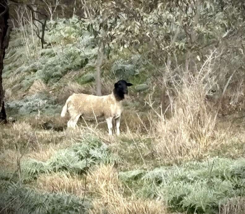 sheep in the grass 
