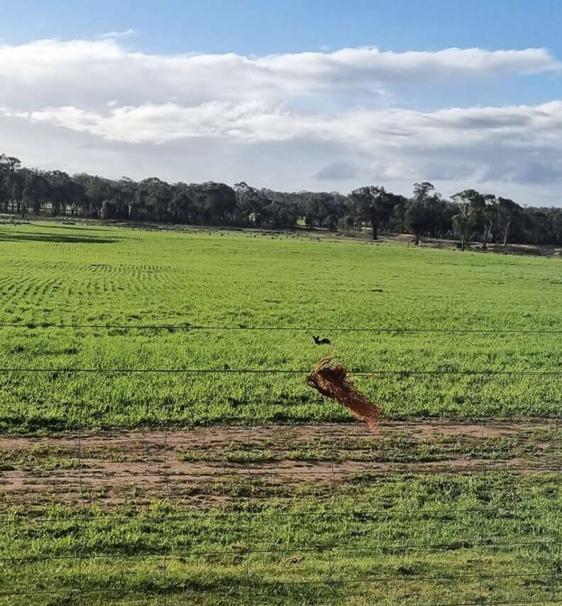 animal in field 