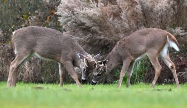 Deer are dying across the mid-Atlantic from a virus transmitted by the ‘no-see-ums’