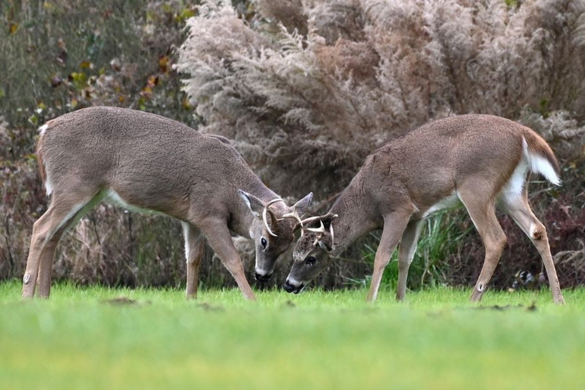 Deer are dying across the mid-Atlantic from a virus transmitted by the ‘no-see-ums’