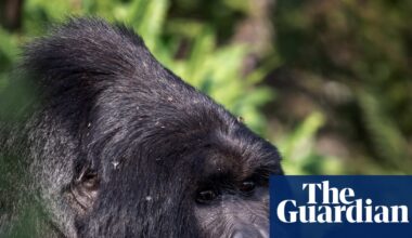 Mountain gorillas are back from the brink. But what happens if they run out of room? | Uganda