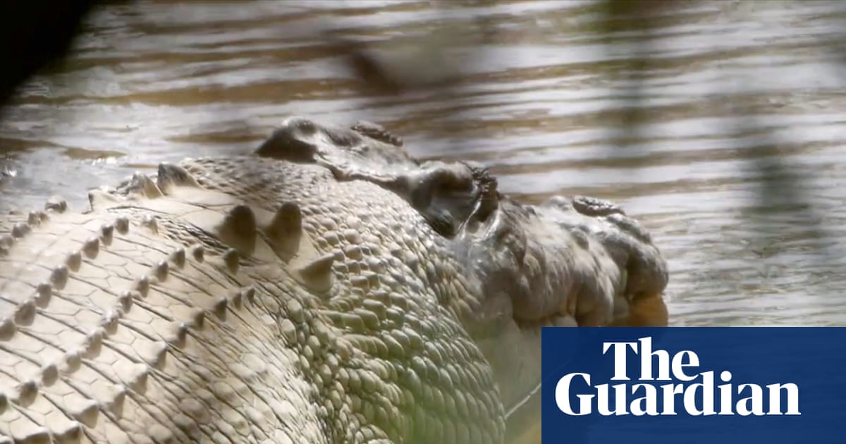 The fight to free Old Faithful, the ‘majestic, wild crocodile’ made famous by Steve Irwin: ‘His place is back in the river’ | Queensland