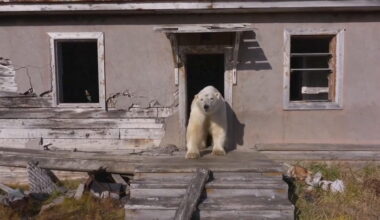 Video Player Placeholder