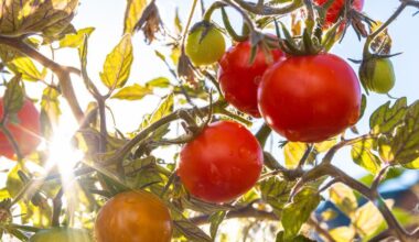 Gene-edited tomatoes tested as vitamin D supplement in UK human trial | Chemistry World
