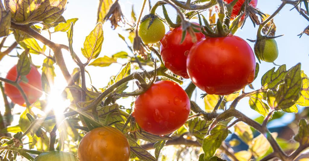 Gene-edited tomatoes tested as vitamin D supplement in UK human trial | Chemistry World