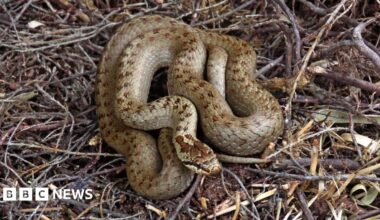 A smooth snake, which is brown with red eyes, curled up on some leaves and twigs.