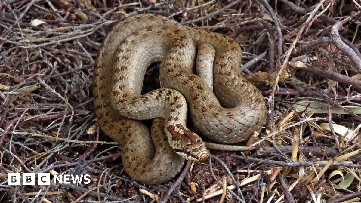 A smooth snake, which is brown with red eyes, curled up on some leaves and twigs.