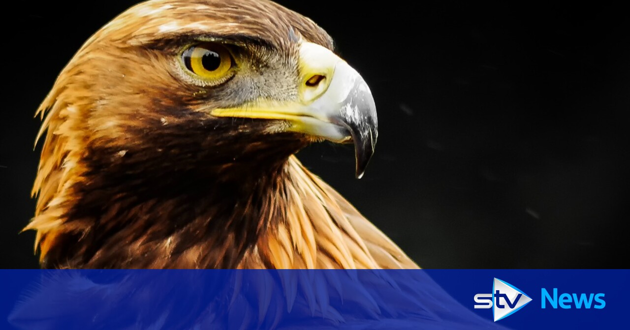 Fears missing golden eagles from Dumfries and Galloway could have come to harm