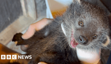 Rare baby binturong born at Sussex wildlife park