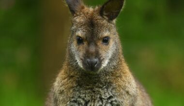 German police get run-around from escaped wallaby - The Independent