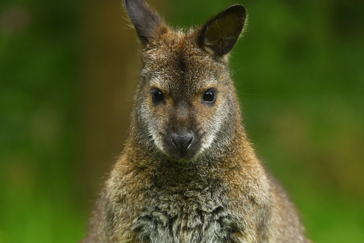 German police get run-around from escaped wallaby - The Independent