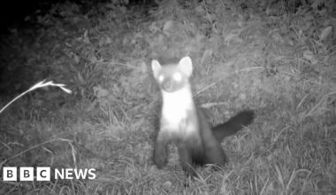 Pine Martens spotted on night vision camera in the Mendips