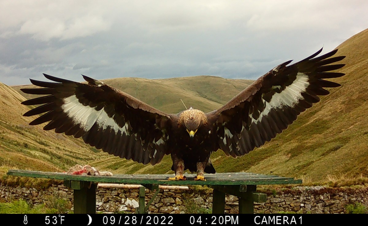 17 months (& waiting) for NatureScot to make decision on General Licence restriction relating to ‘shooting & killing’ of sleeping Golden Eagle called Merrick