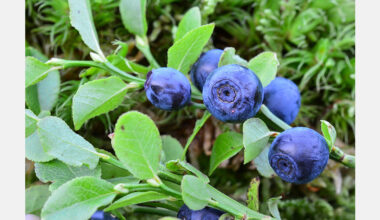 Blueberry breeding shifts to genomics and biotechnology