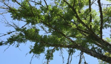 How genetic changes in ash trees can help fight disease