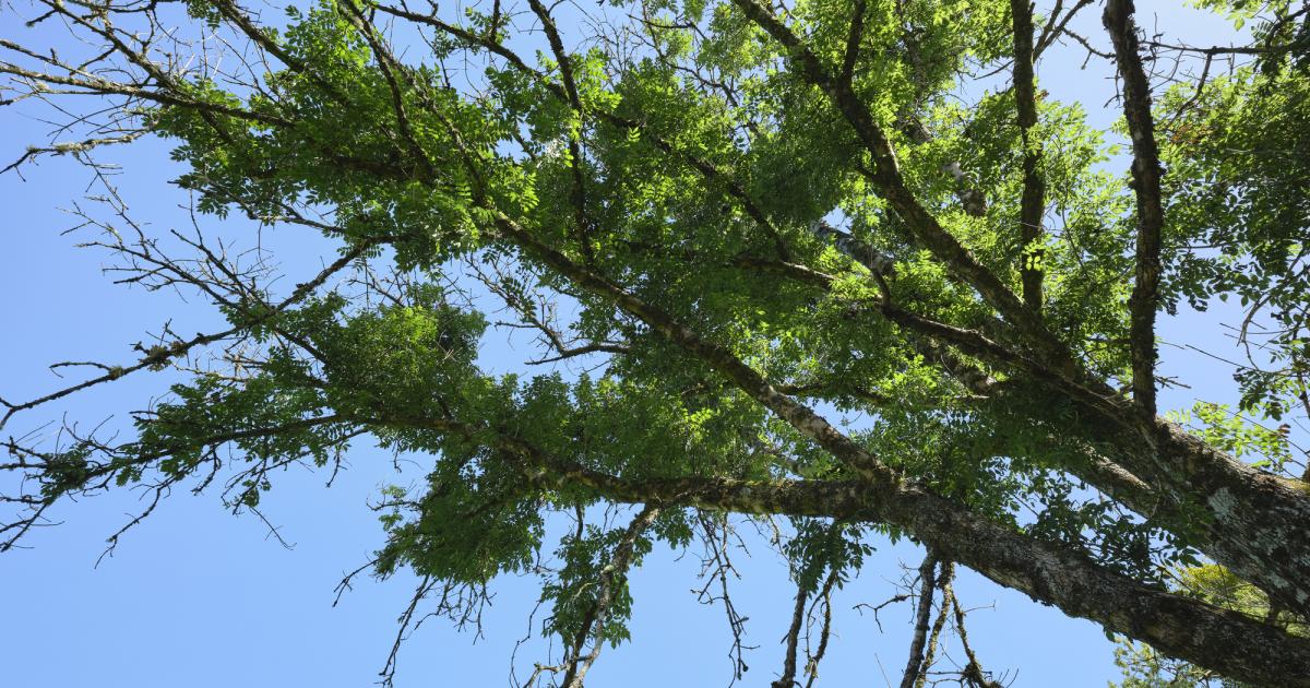 How genetic changes in ash trees can help fight disease
