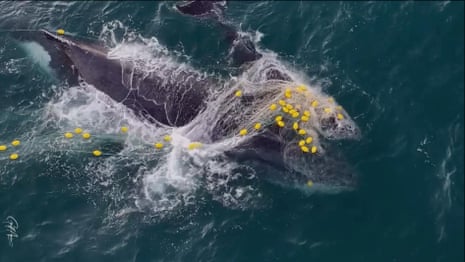 Humpback whale and calf caught in shark net off Noosa – video