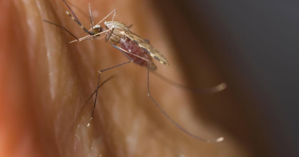 Genetic clues to how malaria-carrying mosquitoes evade control identified