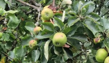 Dr Jane Wilcock: Does an apple a day keep the doctor away?