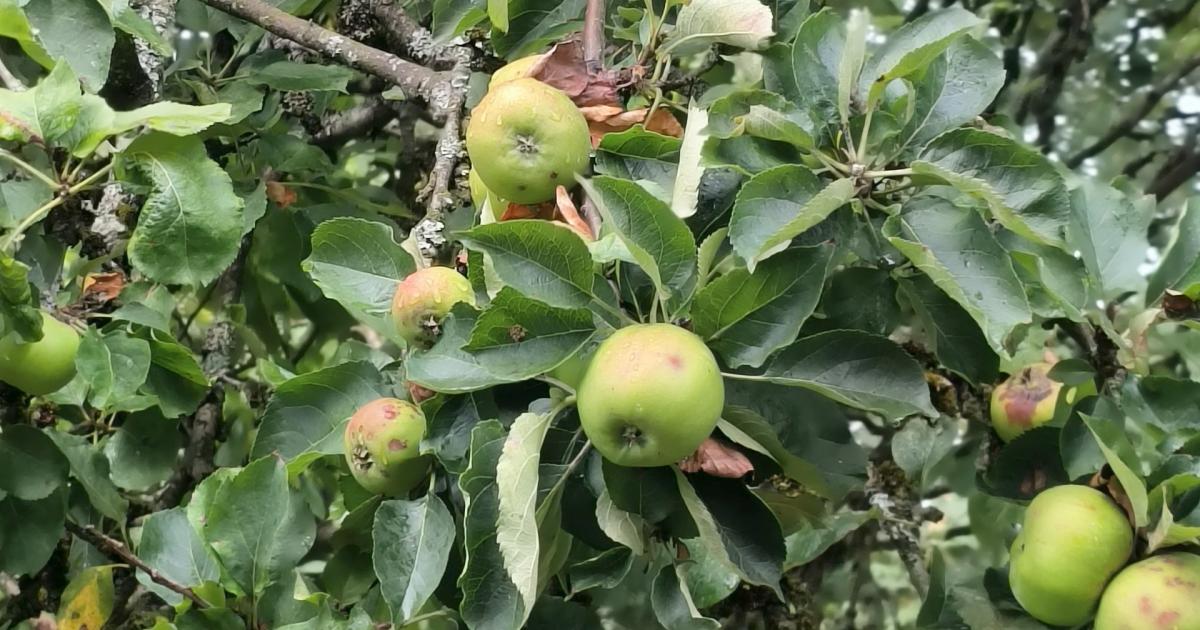 Dr Jane Wilcock: Does an apple a day keep the doctor away?