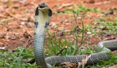 King cobra among dangerous wild animals living in Oxfordshire