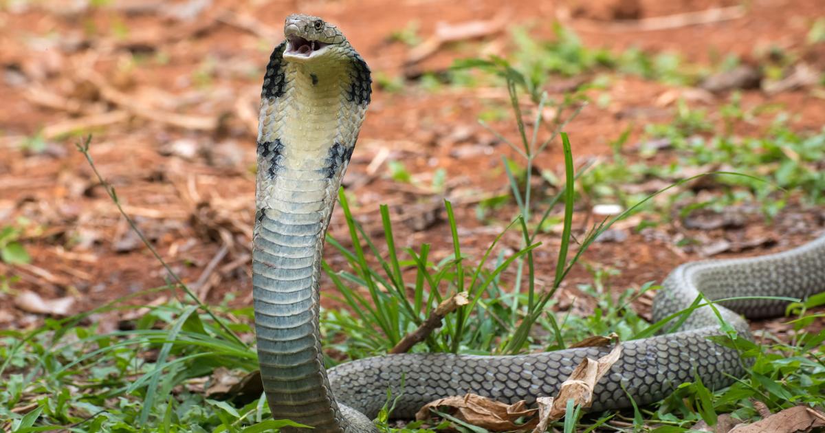 King cobra among dangerous wild animals living in Oxfordshire