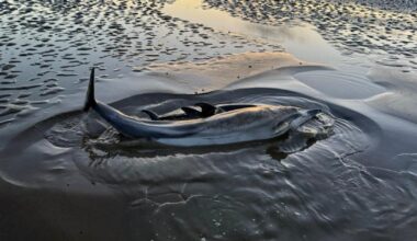 Dolphins die after mass stranding off Cumbria coast