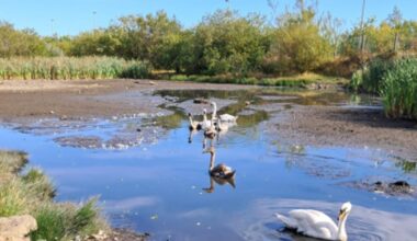 SSPCA relocate Western Harbour swans to Blackford Pond