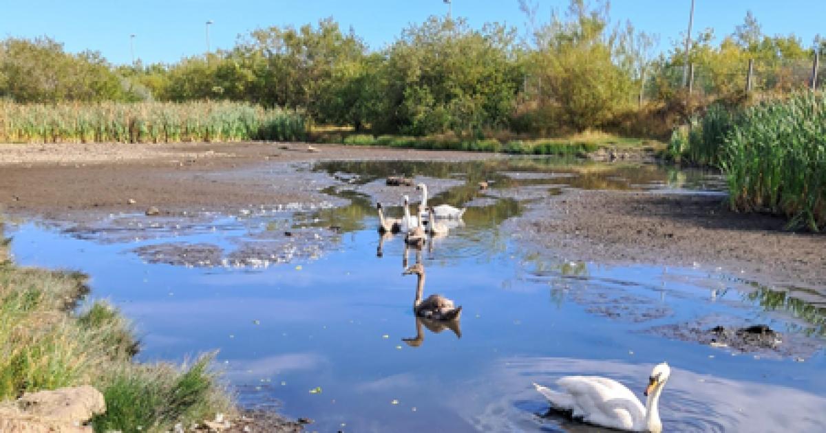 SSPCA relocate Western Harbour swans to Blackford Pond