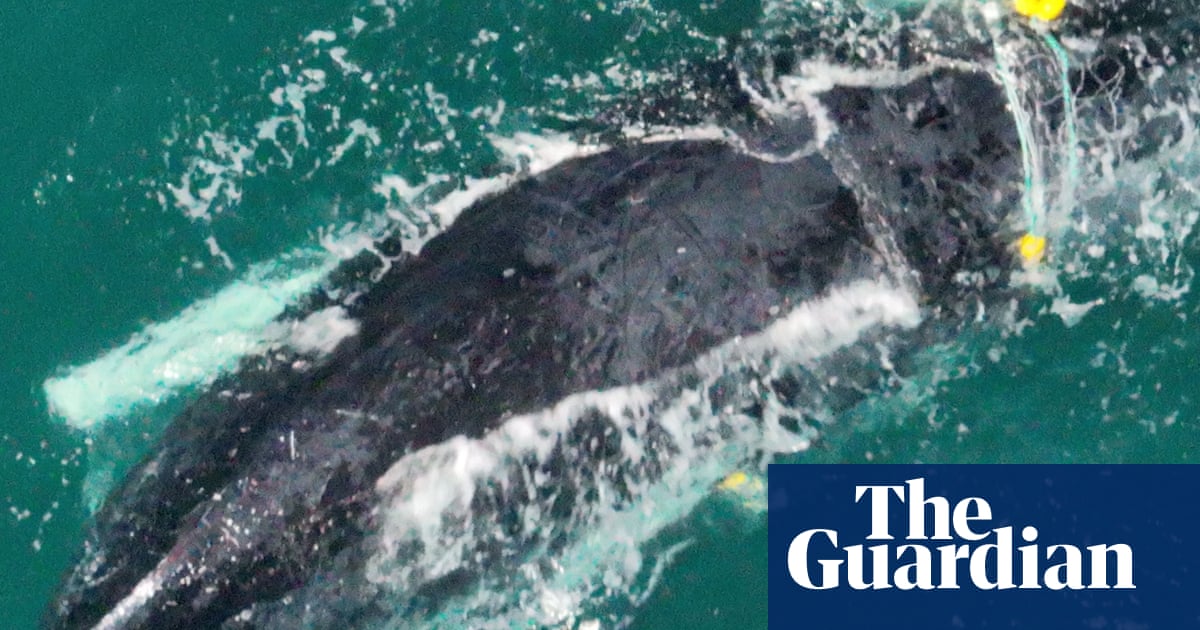 Mother and baby whale trapped in shark net off Queensland’s Rainbow Beach | Queensland