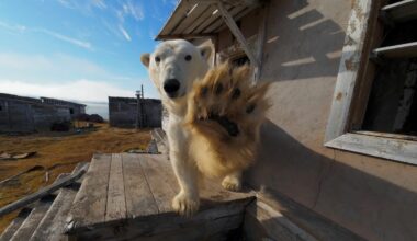A bear living in an abandoned village and other news in pictures