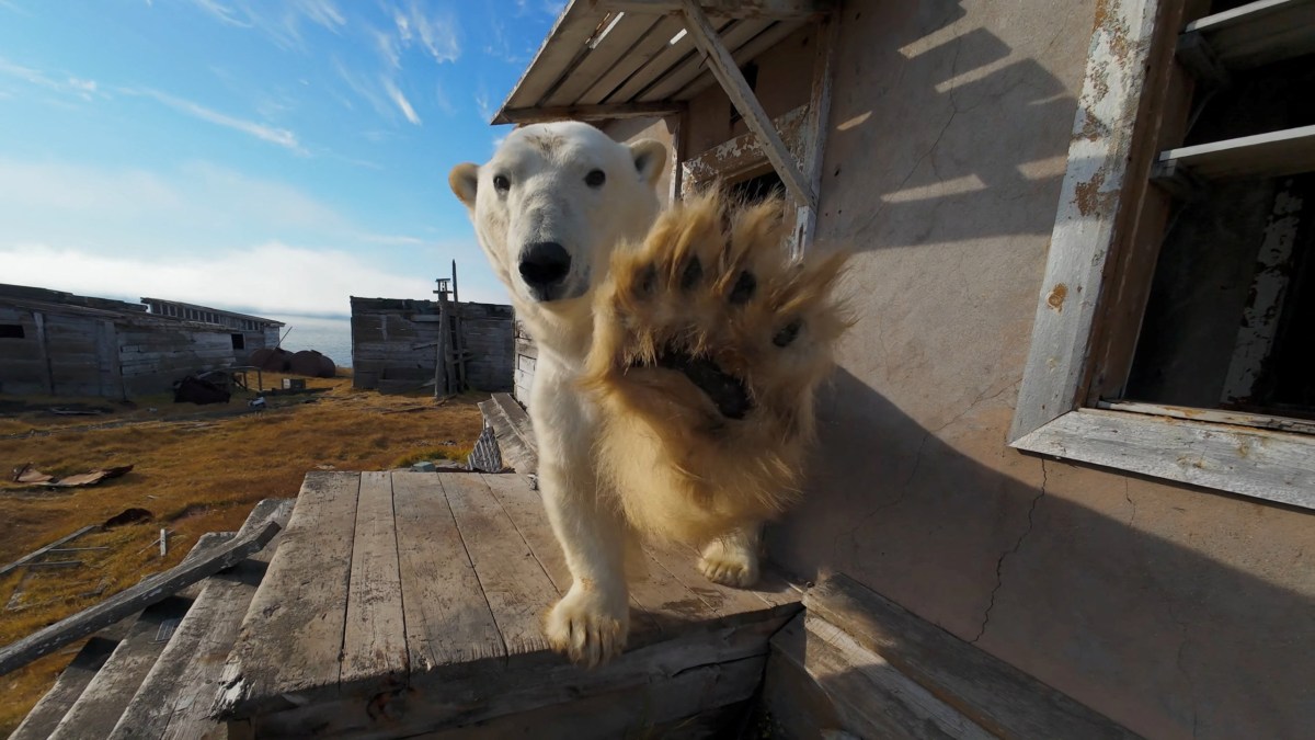 A bear living in an abandoned village and other news in pictures