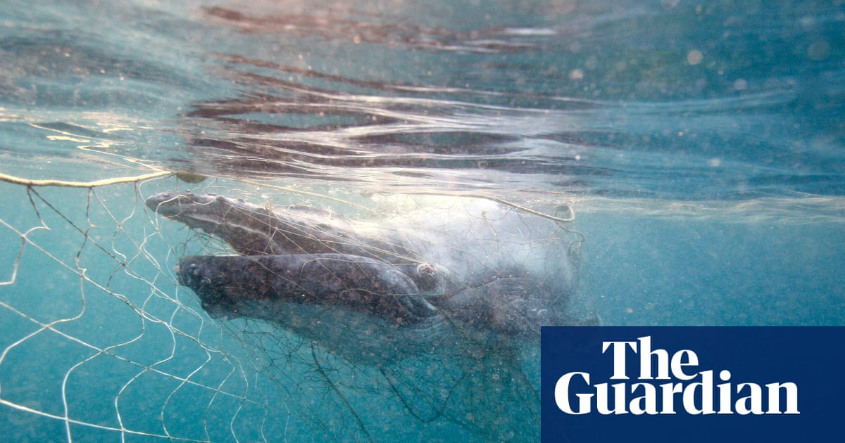 Twelve whales have been tangled in shark nets off Queensland’s coast so far this year. Here’s why | Whales