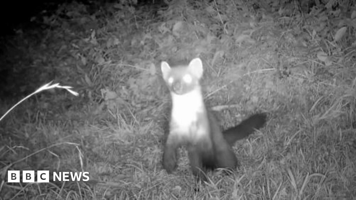The animal was spotted in the Mendips by conservationists at the Patch Wilder project.